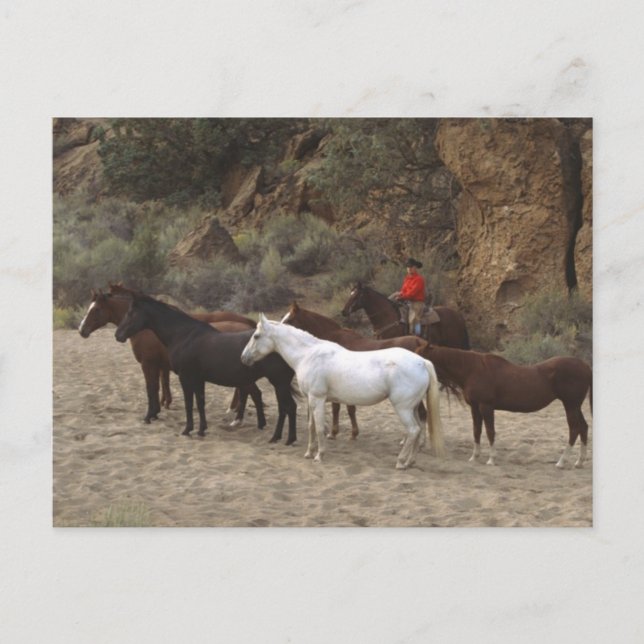 Cowboy with Herd Postcard (Front)