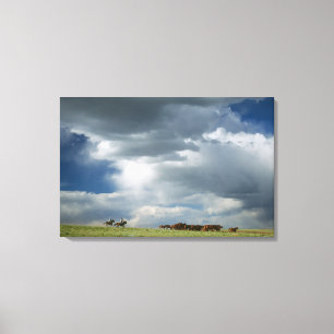 Cowboys moving herd of horses canvas print
