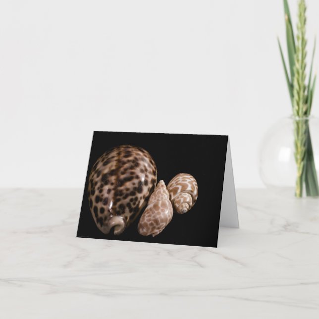 Cowrie Cones Card (Front)