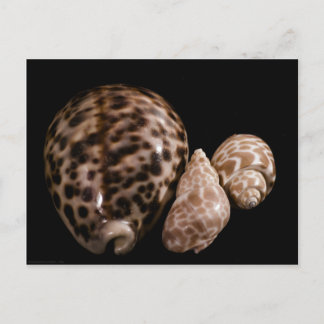 Cowrie Cones Postcard