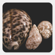 Cowrie Cones Sticker