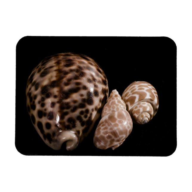 Cowrie Cones Vinyl Magnet (Horizontal)