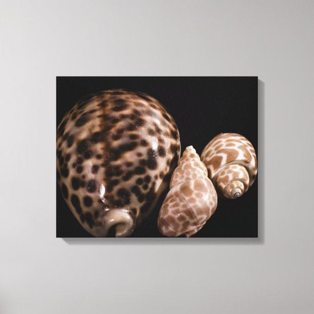 Cowrie Cones Wrapped Canvas (Front)