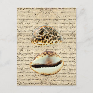Cowrie shells postcard