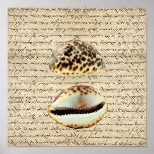 Cowrie shells poster