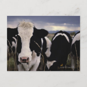 Cows 3 postcard