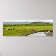 Cows and Eldborg Crater Iceland Poster