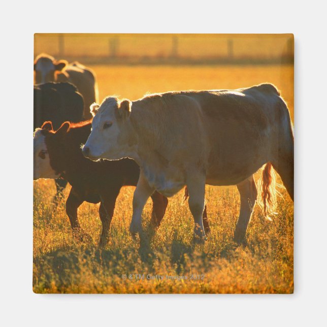 Cows at pasture 2 magnet (Front)