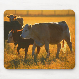 Cows at pasture 2 mouse pad