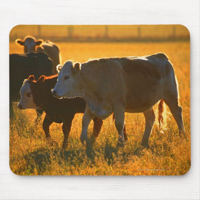 Cows at pasture 2 mouse pad (Front)