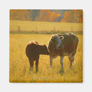 Cows at pasture magnet