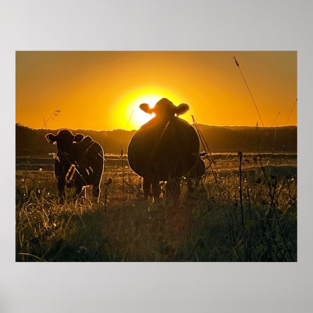 Cows at Sunset Poster (Front)