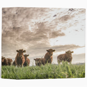 Cows Binder