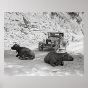 Cows Blocking Road, 1940. Vintage Photo Poster