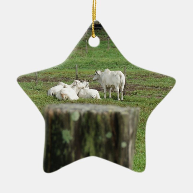 COWS BRAHMAN & FENCE POST RURAL AUSTRALIA CERAMIC ORNAMENT (Front)