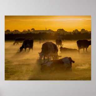 Cows cattle fog farm animals grazing dairy   poster