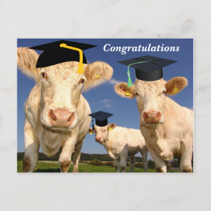 Cows Congratulations Party Postcard