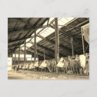 Cows eating hay in stanchions