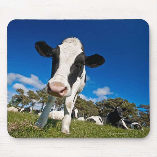 Cows feeding on pasture 2 mouse pad (Front)