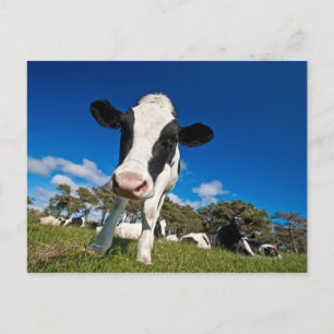 Cows feeding on pasture 2 postcard