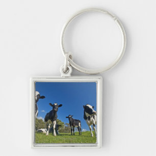 Cows feeding on pasture keychain