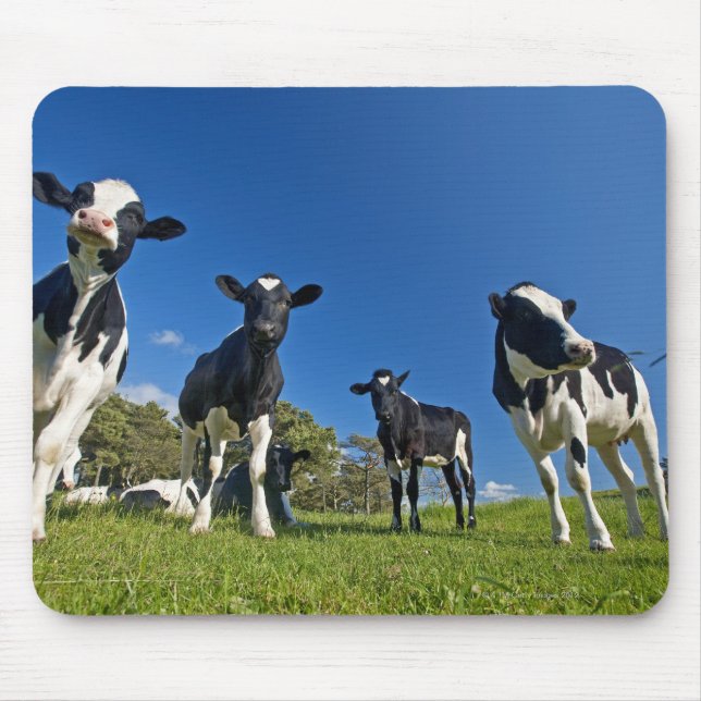 Cows feeding on pasture mouse pad (Front)