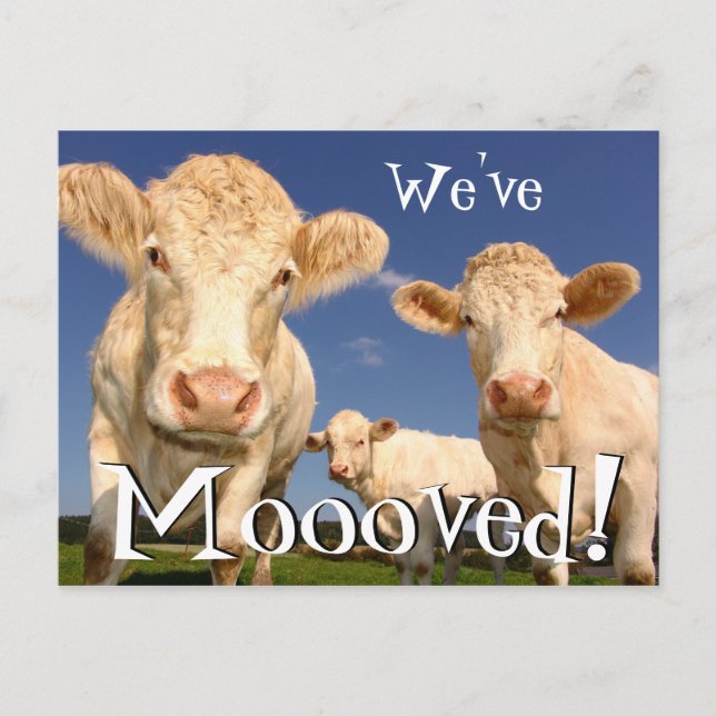 Cows Funny New Address We've Moved Announcement Postcard (Front)