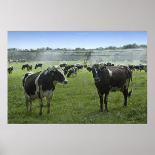 Cows Get A Shower Print