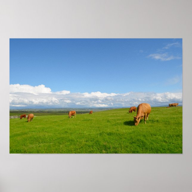 Cows grazing in a meadow in Ireland poster (Front)