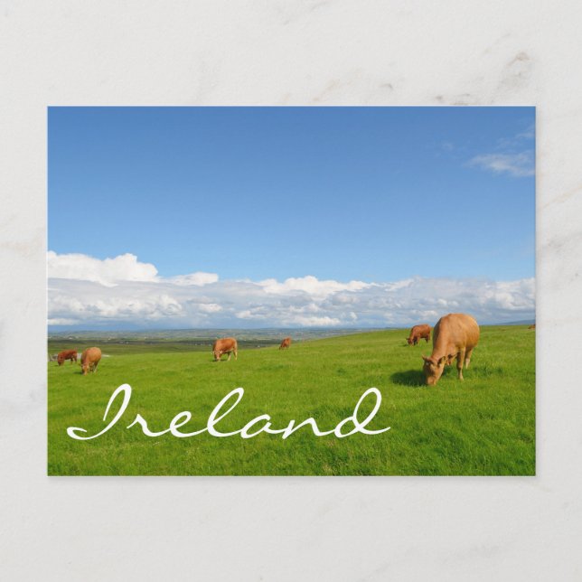 Cows grazing in a meadow in Ireland text postcard (Front)