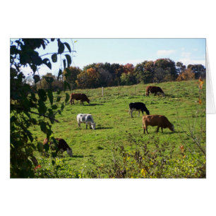 Cows Grazing in Autumn Field