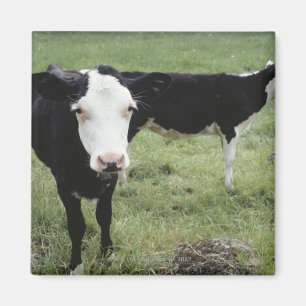 Cows grazing in meadow, Nova Scotia, Canada Magnet