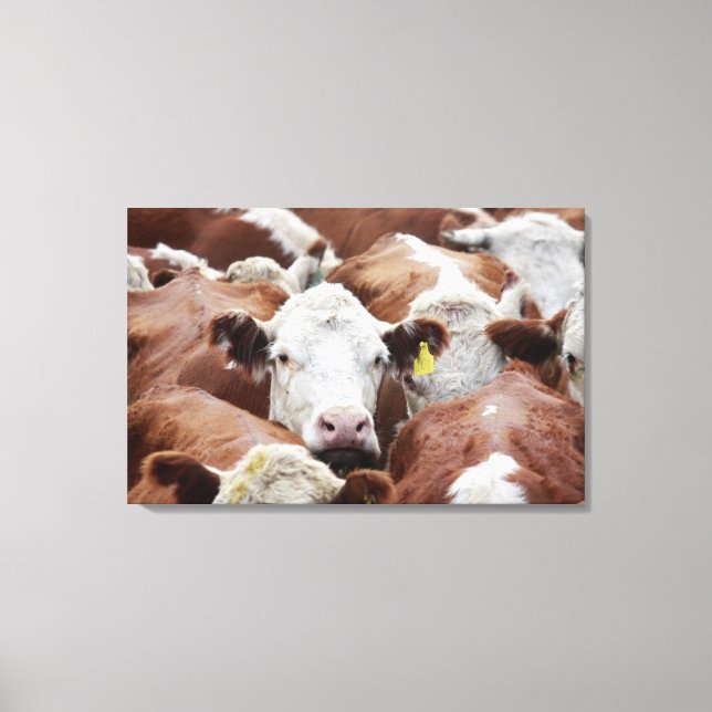 Cows in a corral canvas print (Front)