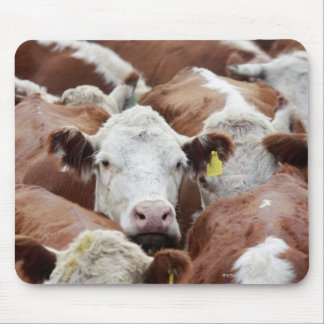 Cows in a corral mouse pad