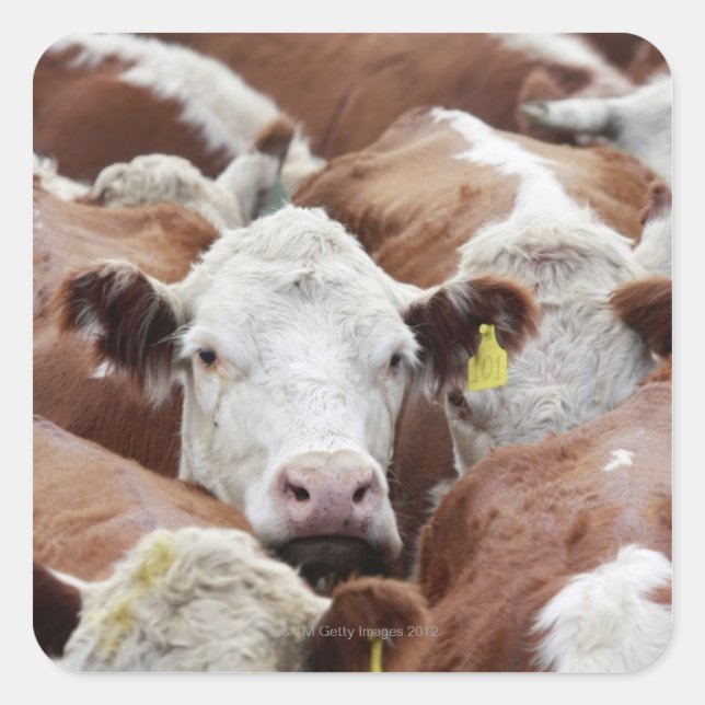 Cows in a corral square sticker (Front)