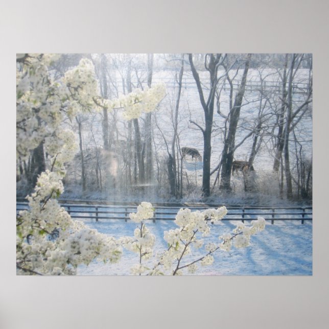 Cows in a field in winter poster (Front)