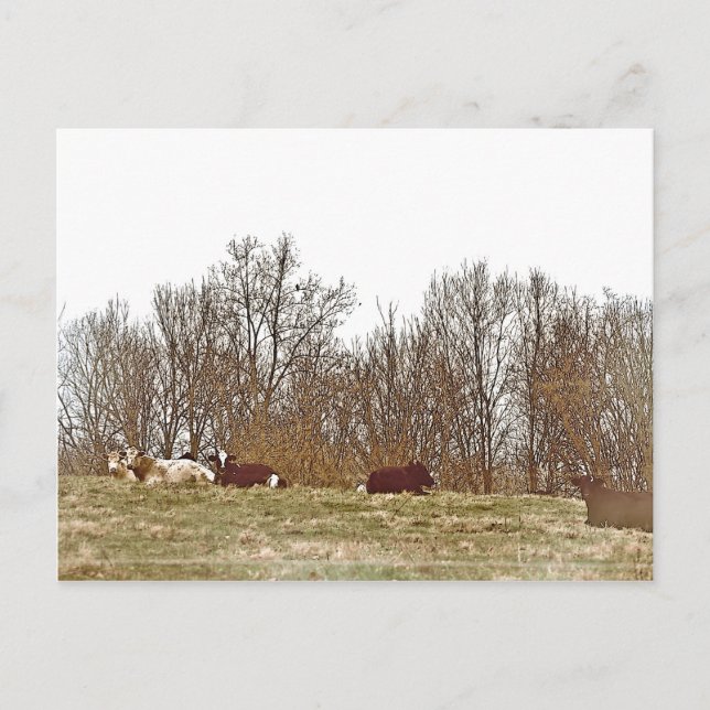 Cows in a Field Postcard (Front)
