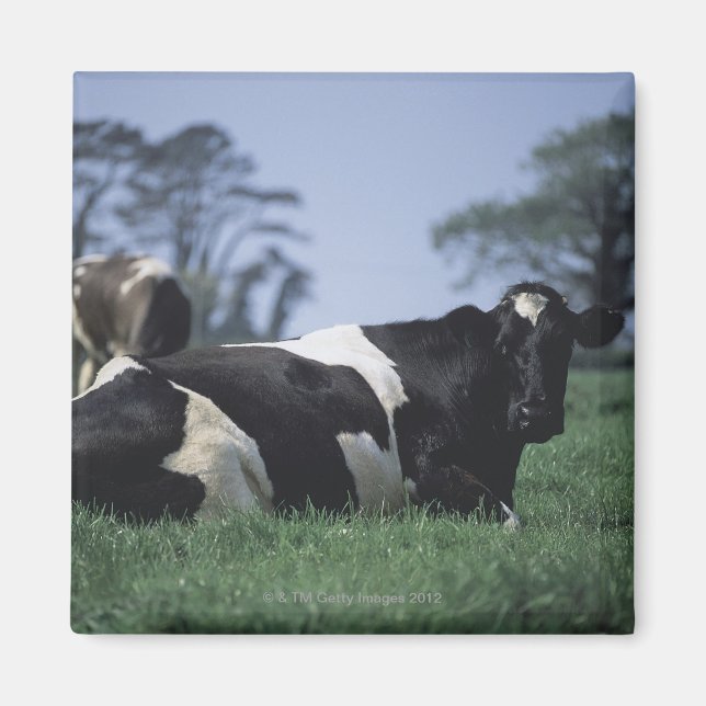 cows in a pasture magnet (Front)
