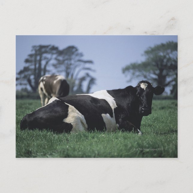 cows in a pasture postcard (Front)