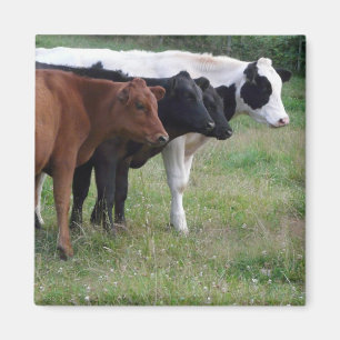 Cows in a Row Magnet