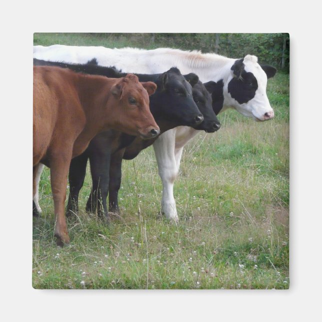 Cows in a Row Magnet (Front)
