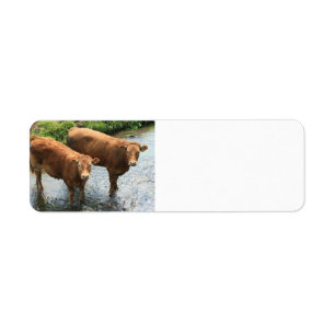 Cows in Devon field, UK