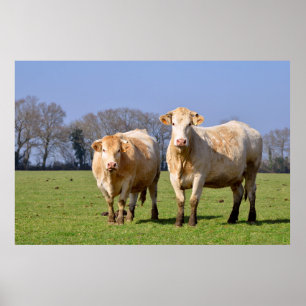 Cows in field poster