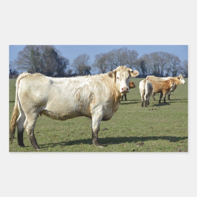 Cows in field sticker (Front)