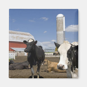 Cows in front of a red barn and silo on a farm magnet