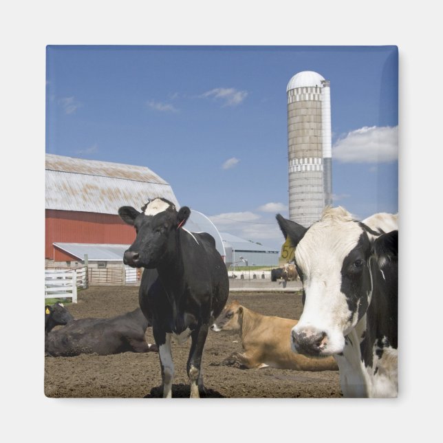 Cows in front of a red barn and silo on a farm magnet (Front)