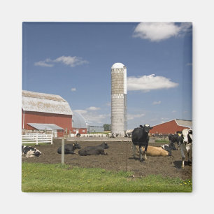 Cows in front of a red barn and silo on a farm magnet