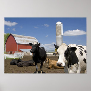 Cows in front of a red barn and silo on a farm poster