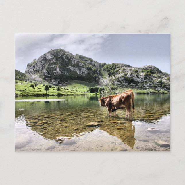 Cows in Lakes of Covadonga, Asturias Postcard (Front)