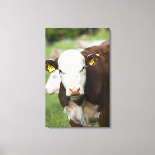 Cows in pasture, close-up canvas print